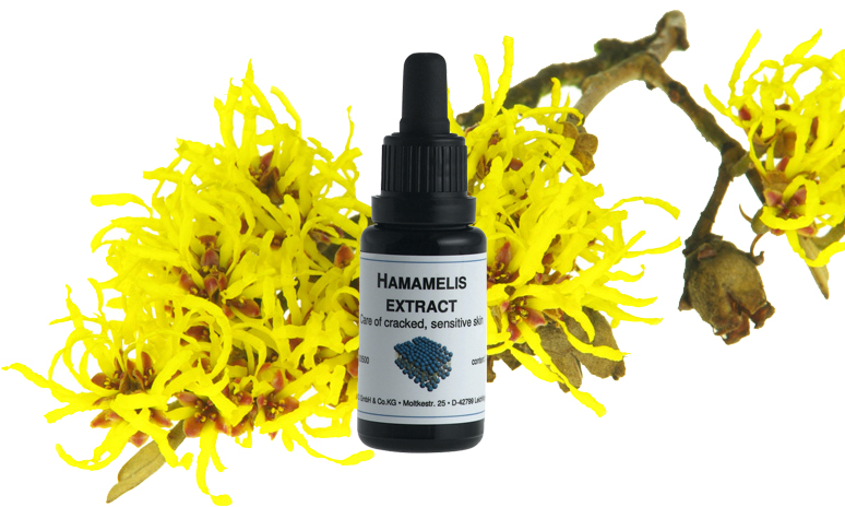 Hamamelis